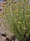 Helichrysum italicum
