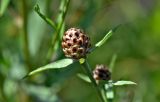 Centaurea jacea. Верхушка побега с нераспустившимся соцветием. Московская обл., Орехово-Зуевский гор. округ, дол. р. Клязьма, луг. 19.07.2026.