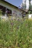 Anchusa azurea. Цветущее растение. Таджикистан, Гиссарский хр., дол. р. Зидды, стационар Сияку, ≈ 2450 м н.у.м., сырой луг. 25 июня 2026 г.