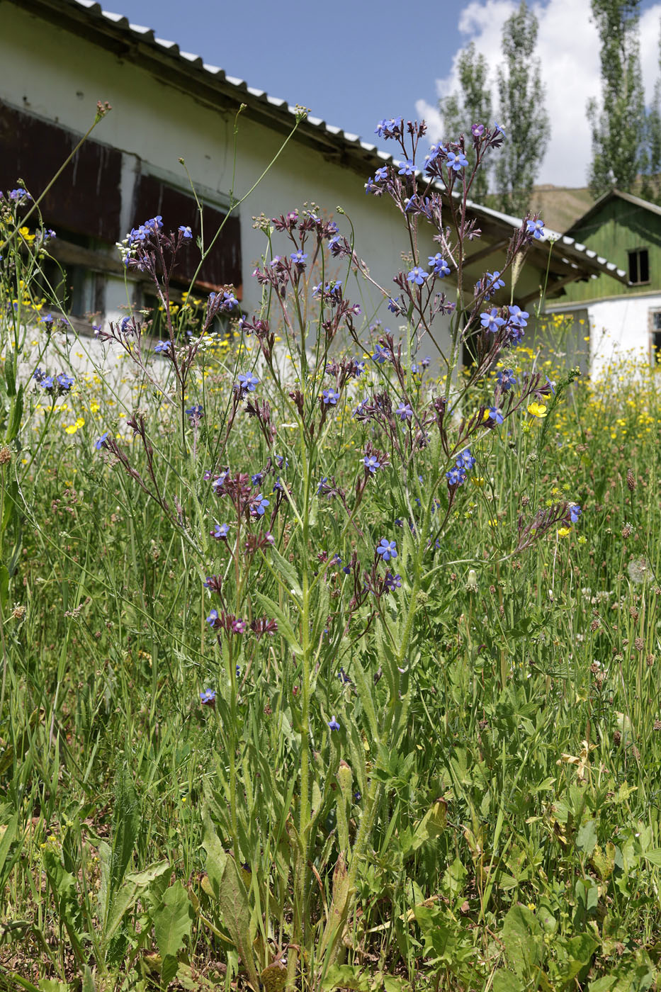 Image of Anchusa azurea specimen.