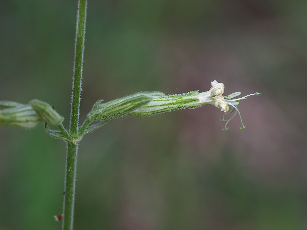 Изображение особи Silene viscosa.