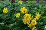 Rudbeckia laciniata разновидность hortensia. Верхушки побегов с соцветиями. Московская обл., г. Железнодорожный, в культуре. 21.08.2026.