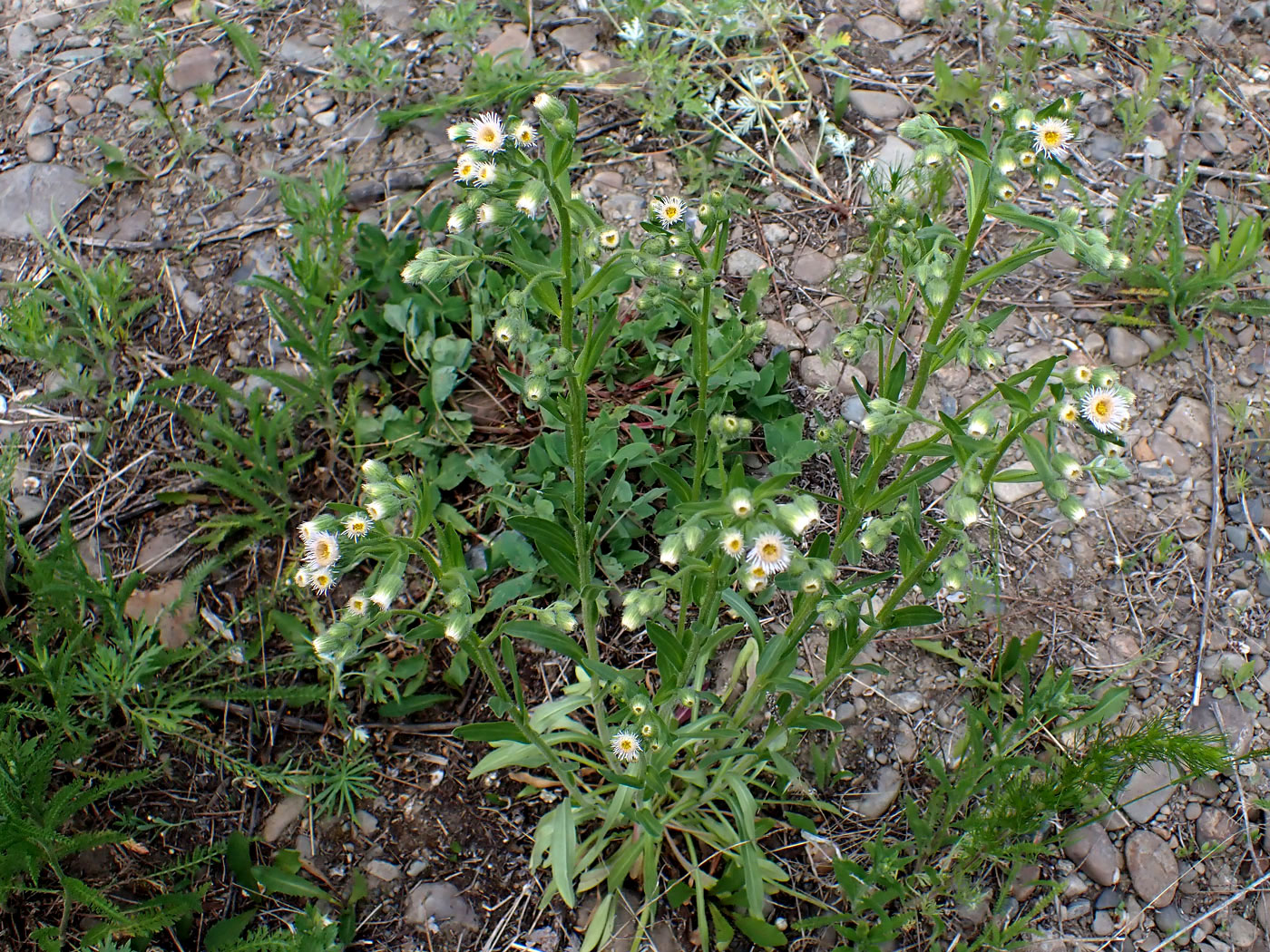 Изображение особи Erigeron acris.