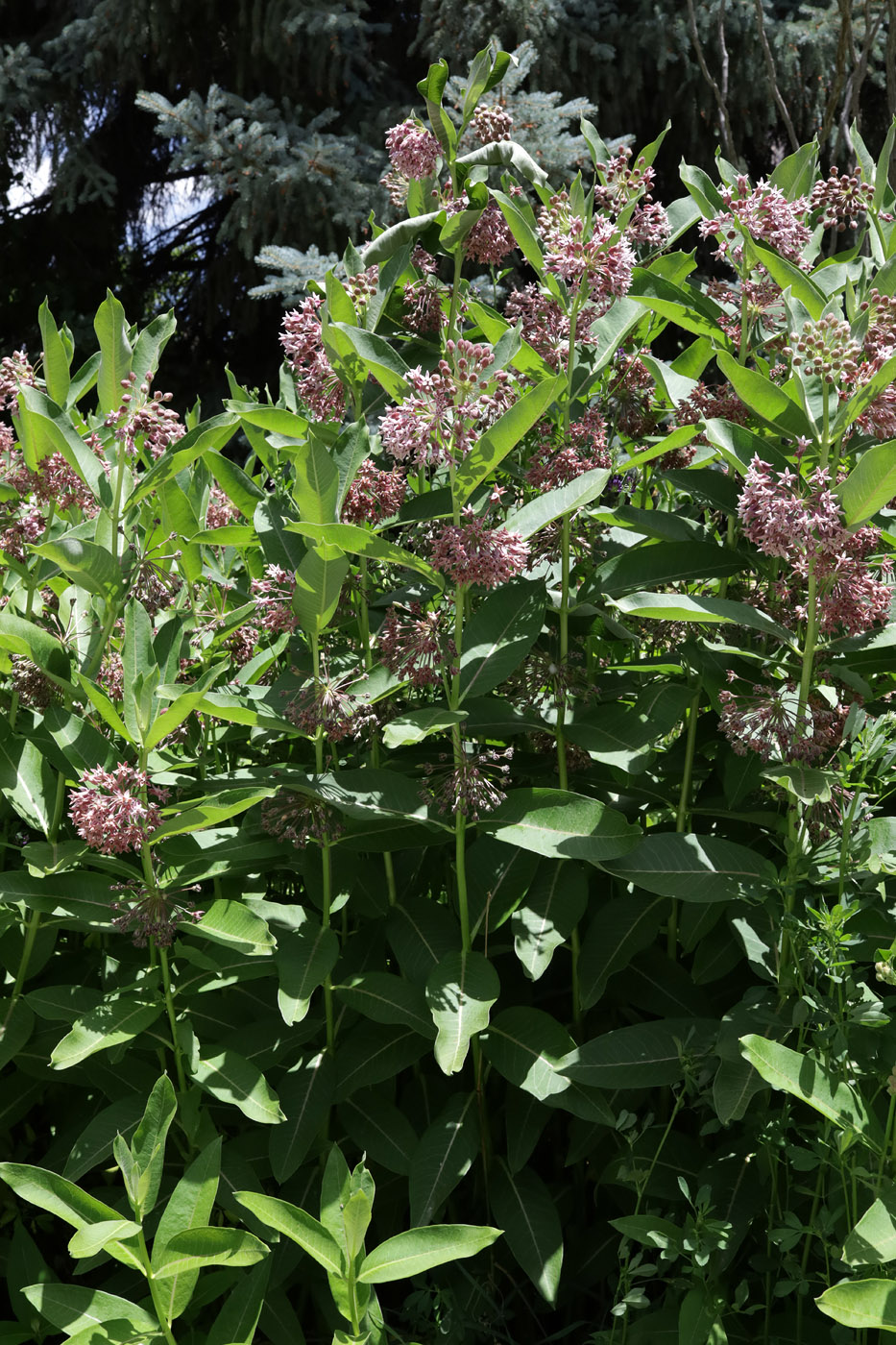 Image of Asclepias syriaca specimen.
