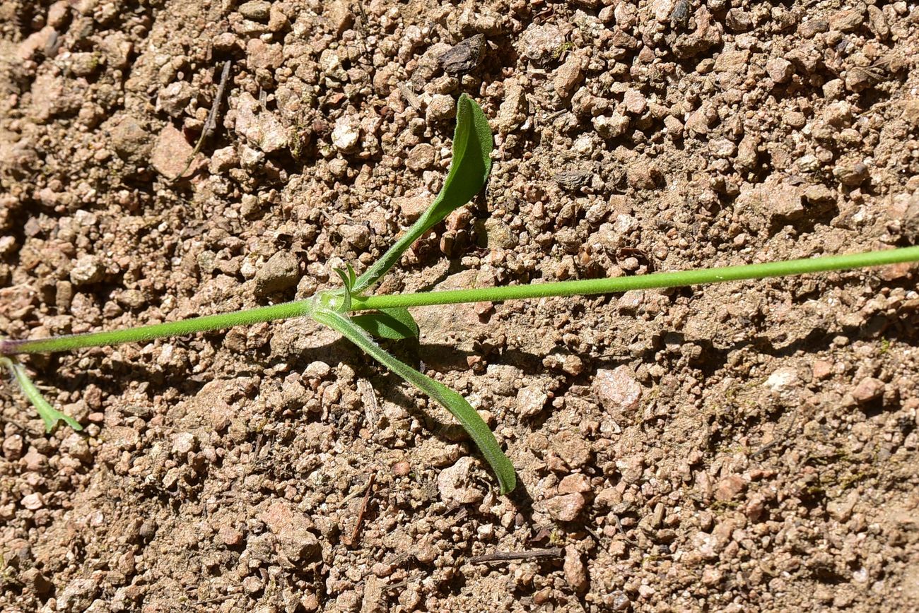 Image of familia Caryophyllaceae specimen.