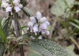 Phlomoides alaica. Часть соцветия. Кыргызстан, Нарынская обл., Ак-Талинский р-н, 7 км к юго-западу от с. Кош-Дёбё, южные отроги хр. Молдо-Тоо, выс. ~ 2900 м н.у.м., каменистая осыпь. 08.07.2026.