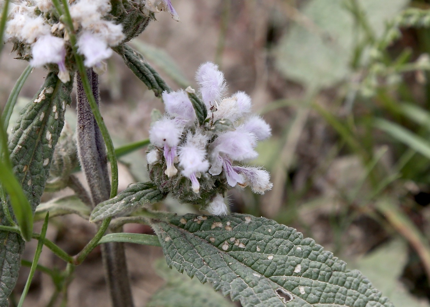Image of Phlomoides alaica specimen.