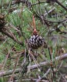 Pinus thunbergii