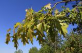 Quercus rubra