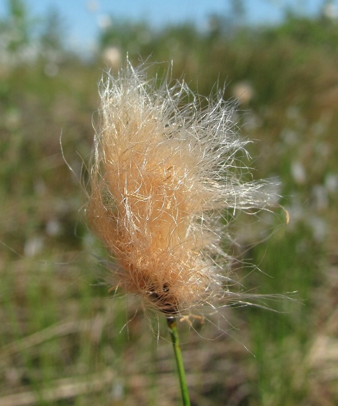 Image of Eriophorum russeolum specimen.