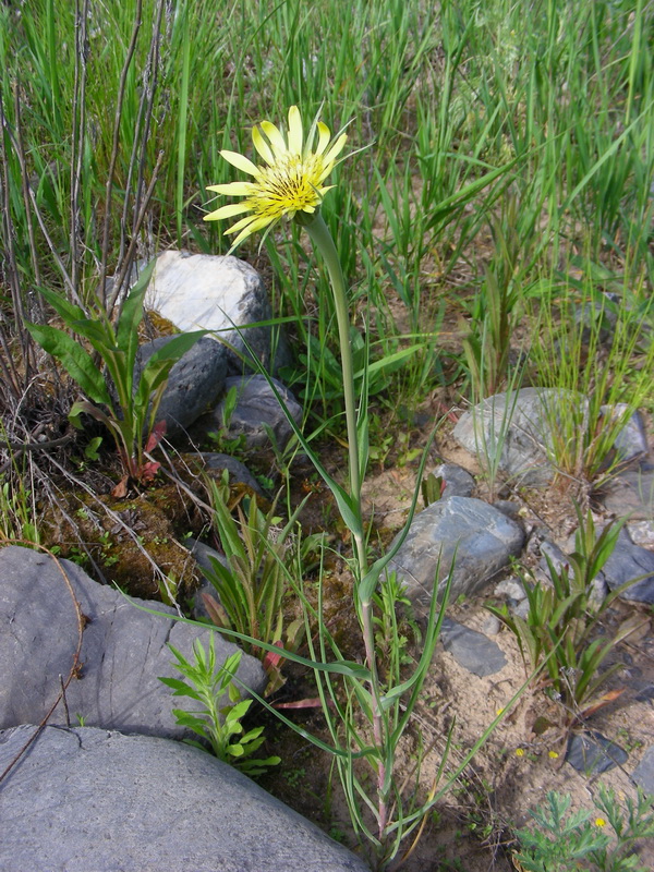 Image of Tragopogon dubius specimen.