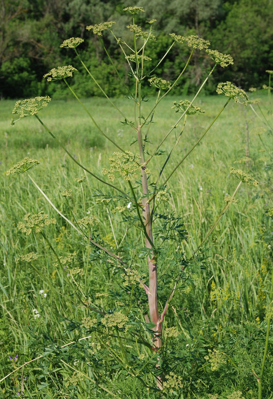 Image of Xanthoselinum alsaticum specimen.