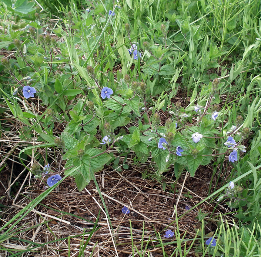 Image of Veronica chamaedrys specimen.