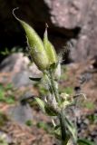 Oxytropis ivdelensis. Соплодие. Бобы стали поедаться птицами или бурундуками. Свердловская обл., окр. г. Североуральск, правый берег канал Дублёр в р-не известнякового карьера. 01.07.2011.