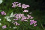 Achillea millefolium. Верхушки растений с соцветиями. Московская область, Раменский р-н, окрестности дер. Хрипань, дачный участок. 27.07.2008.