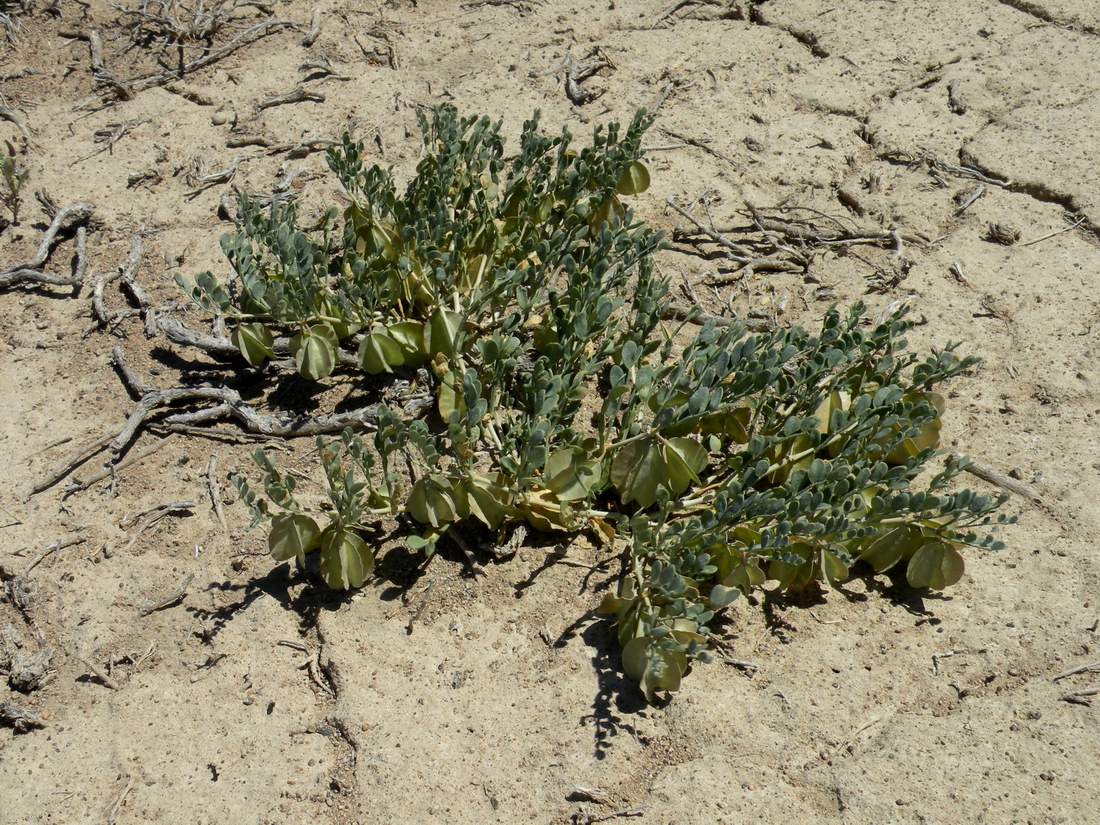 Image of Zygophyllum pinnatum specimen.