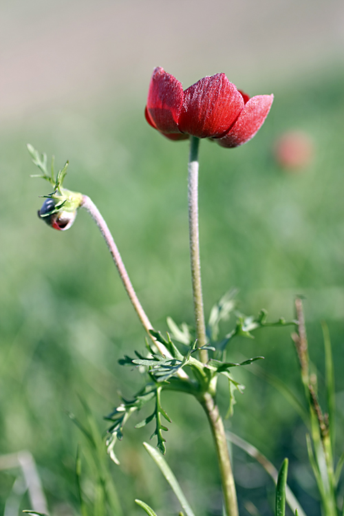 Изображение особи Anemone bucharica.