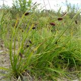 Carex saxatilis подвид laxa. Плодоносящие растения. Полярный Урал, долина Труба-Ю. 30.07.2011.