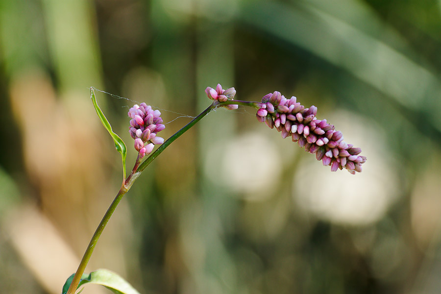 Image of Persicaria maculosa specimen.