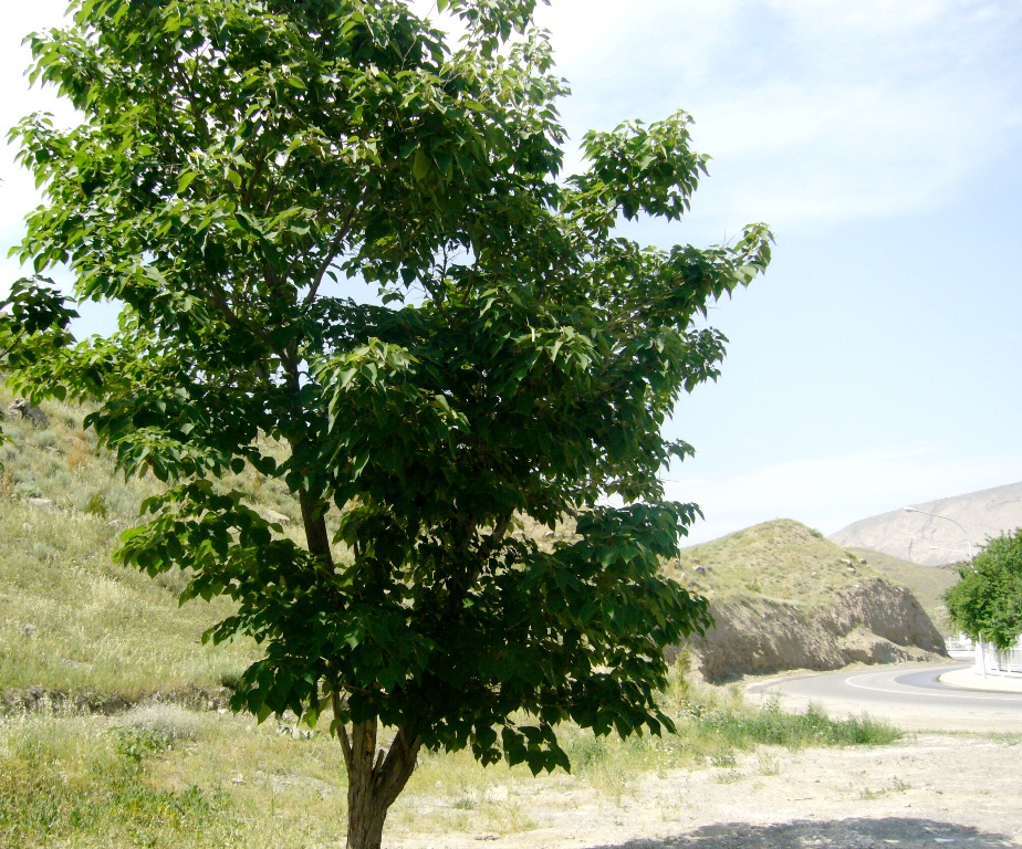 Изображение особи Broussonetia papyrifera.