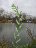 Lolium multiflorum