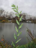 Lolium multiflorum. Соцветие. Томск, пустырь возле Университетского озера. 12.10.2011.