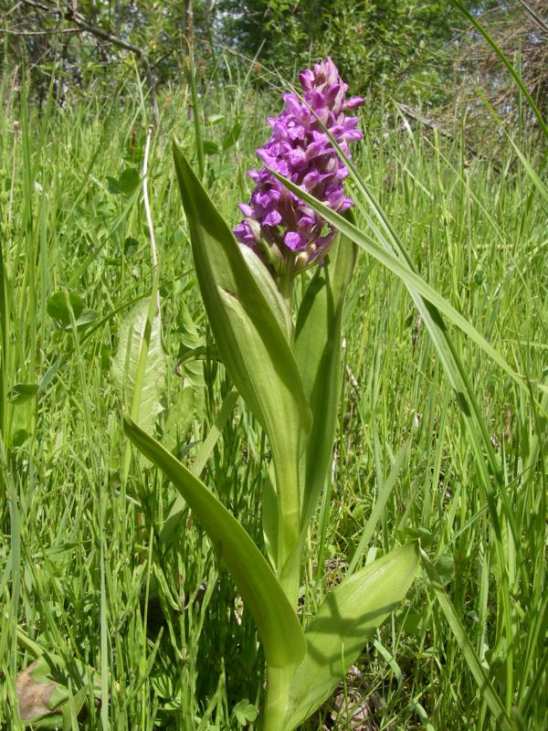 Изображение особи Dactylorhiza incarnata.