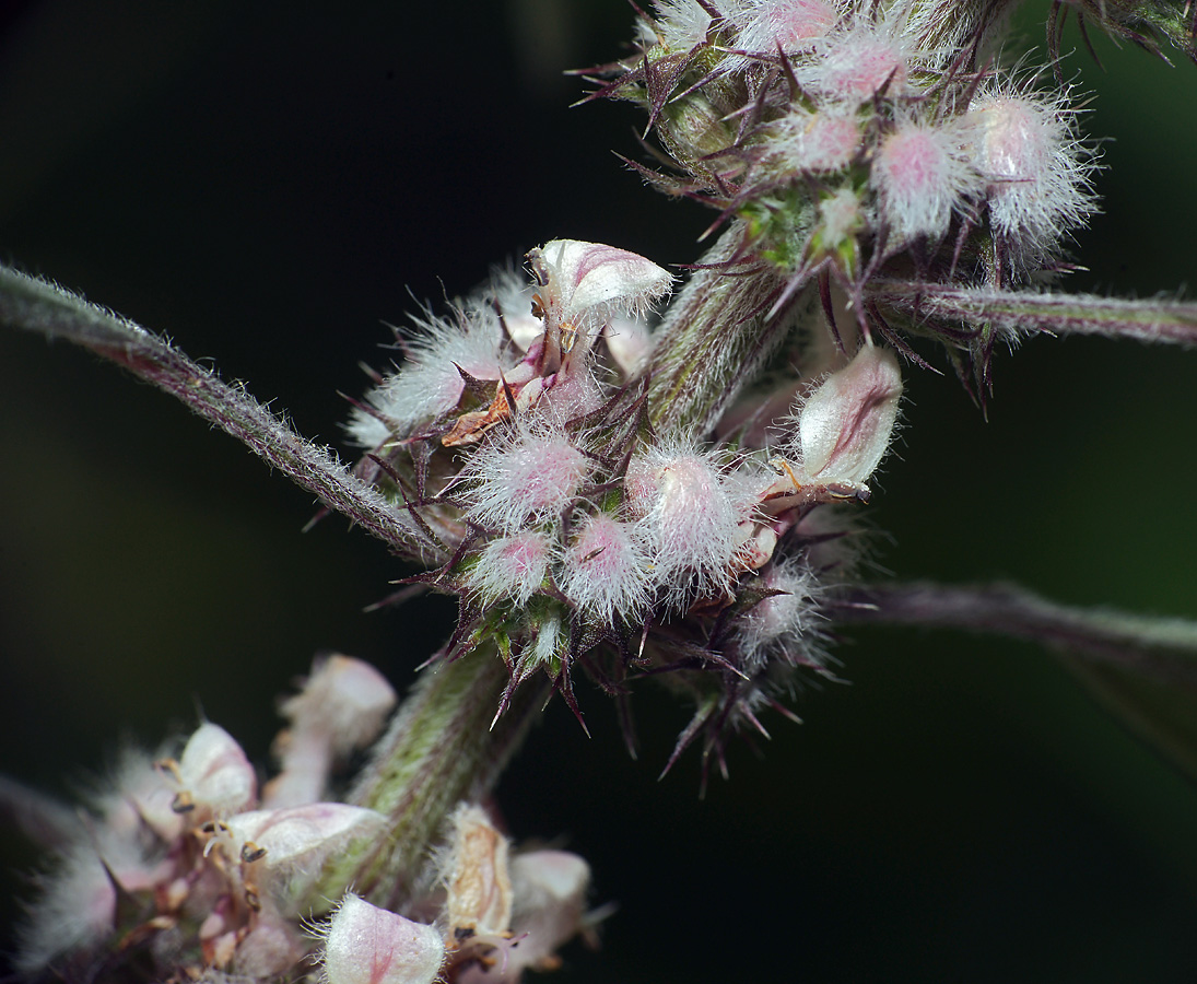 Изображение особи Leonurus quinquelobatus.