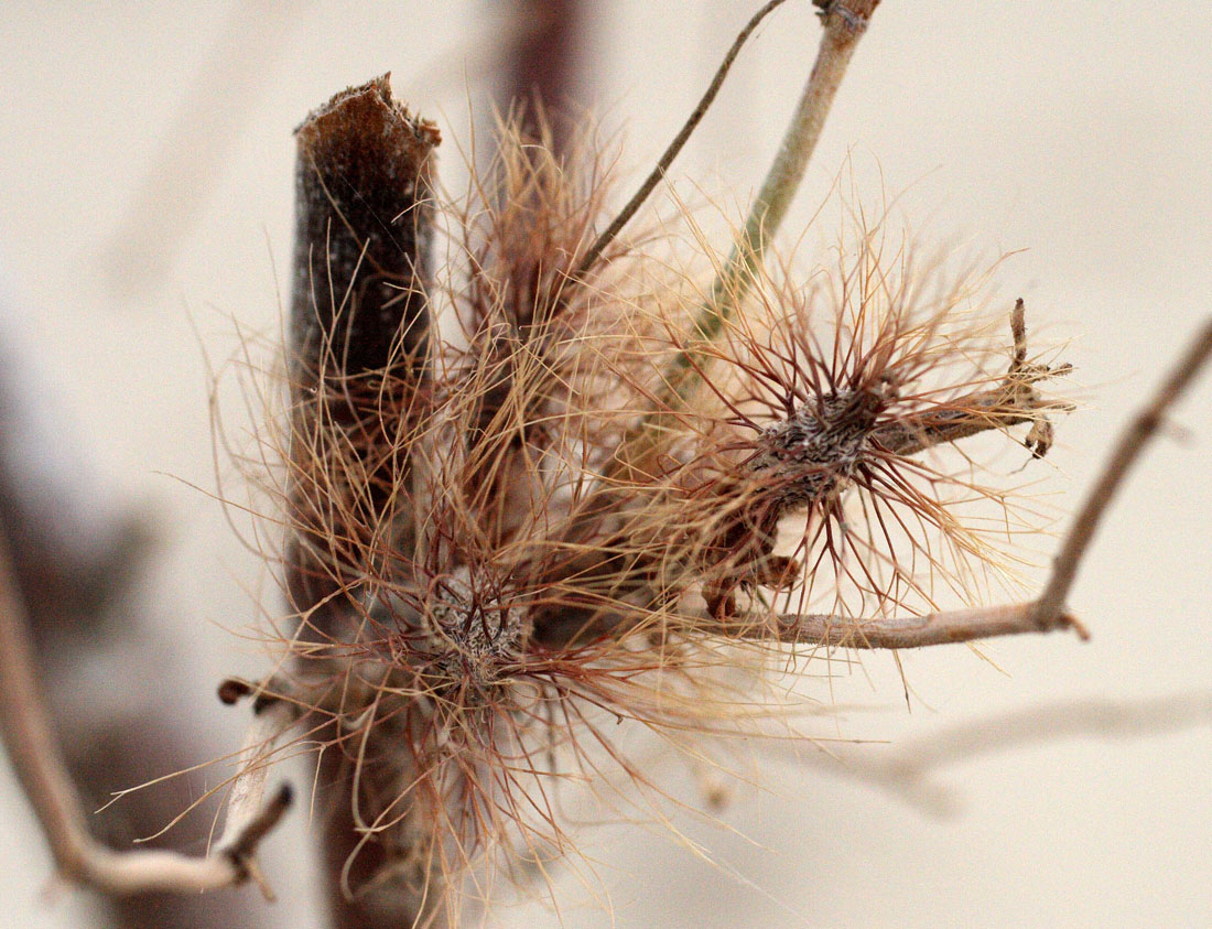 Image of Calligonum eriopodum specimen.