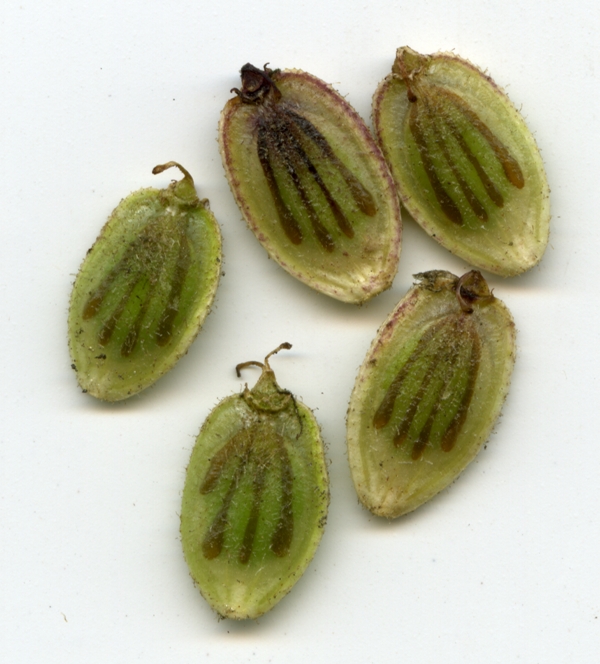 Image of Heracleum sosnowskyi specimen.