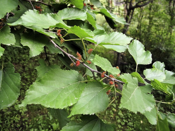 Изображение особи Morus alba.