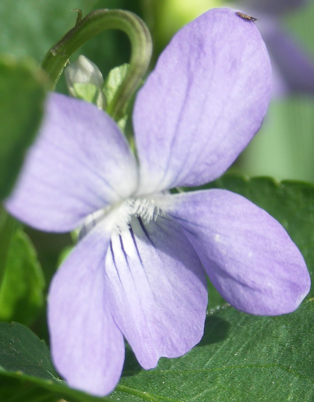 Изображение особи Viola canina.