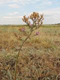 genus Centaurea. Цветущее и плодоносящее растение на песчано-ракушечниковой террасе. Украина, Донецкая обл., Новоазовский р-н, Кривая коса, НПП \"Меотида\". 05.08.2011.