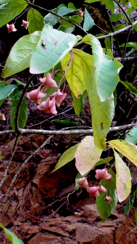 Изображение особи Euonymus latifolius.