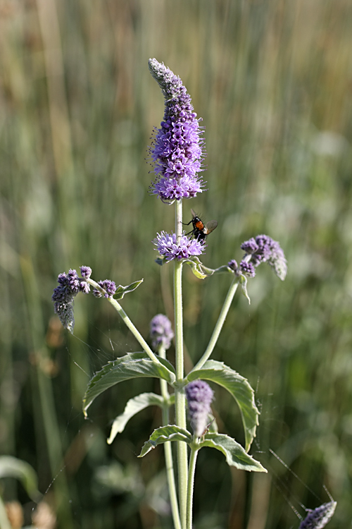 Image of Mentha asiatica specimen.