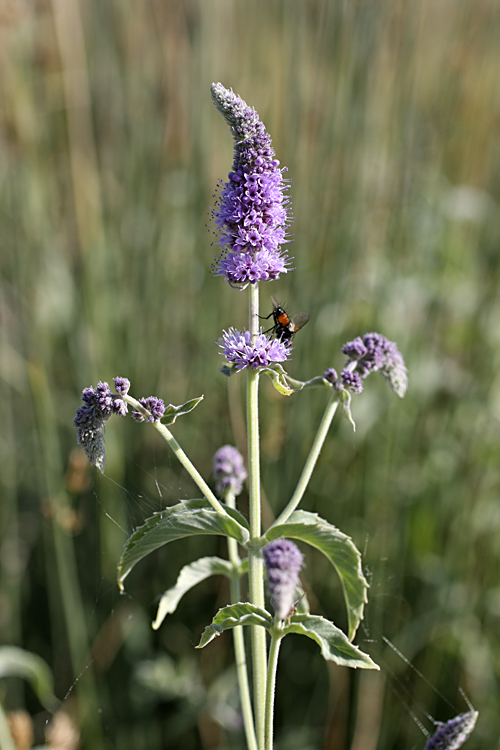 Изображение особи Mentha asiatica.