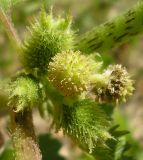 Xanthium orientale