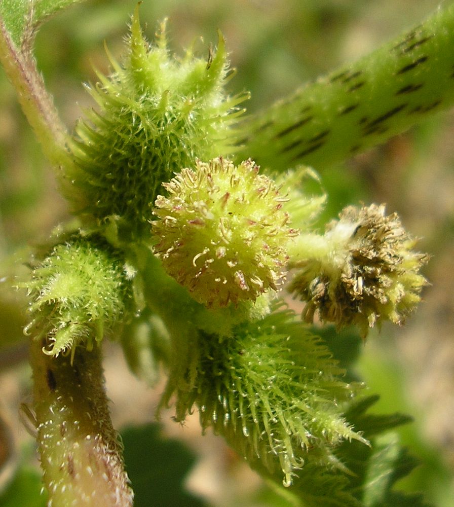 Image of Xanthium orientale specimen.