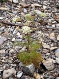familia Apiaceae. Цветущее растение. Приморский край, Лазовский р-н, Лазовский заповедник, кордон Карпадь, каменистый берег р. Прямушки. 19.08.2009.