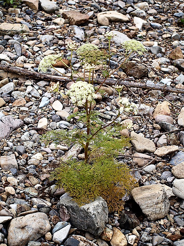 Image of familia Apiaceae specimen.