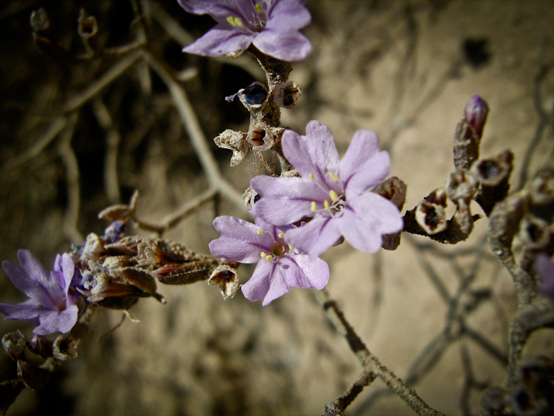 Изображение особи Limonium virgatum.