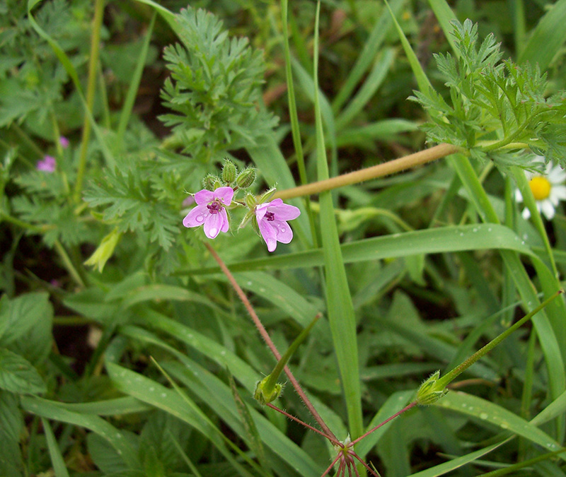 Image of Erodium cicutarium specimen.