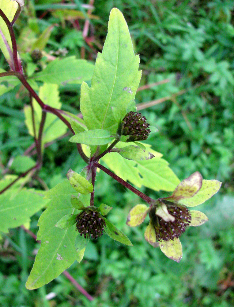 Image of Bidens &times; garumnae specimen.