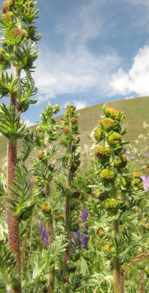 Изображение особи Artemisia viridis.