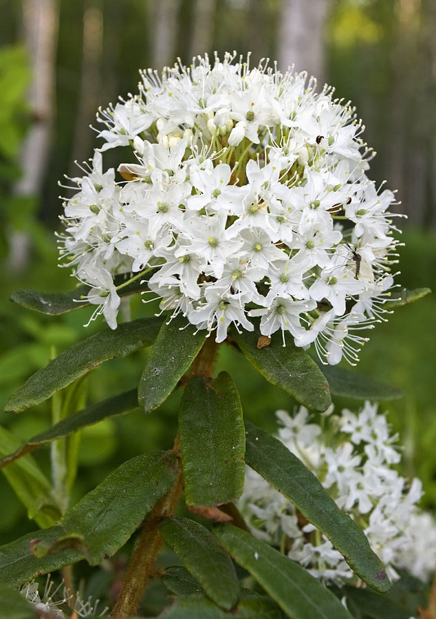 Image of Ledum hypoleucum specimen.