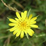 Tragopogon pratensis