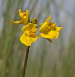 Utricularia macrorhiza