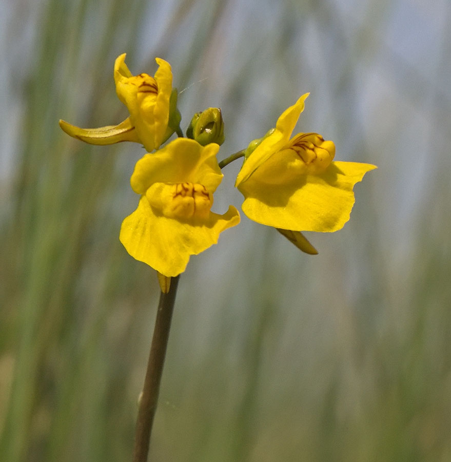 Изображение особи Utricularia macrorhiza.