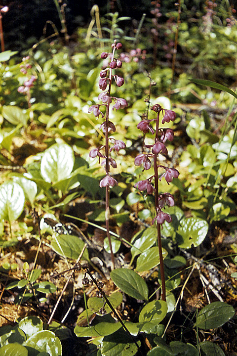 Image of Pyrola incarnata specimen.