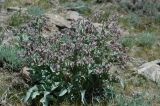 Rindera tetraspis